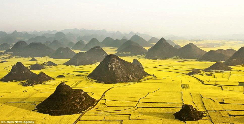 Canola flower fields (Luoping, Yunnan, China)