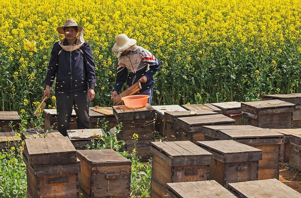 Beekeepers in canola flower fields (Luoping, Yunnan, China)