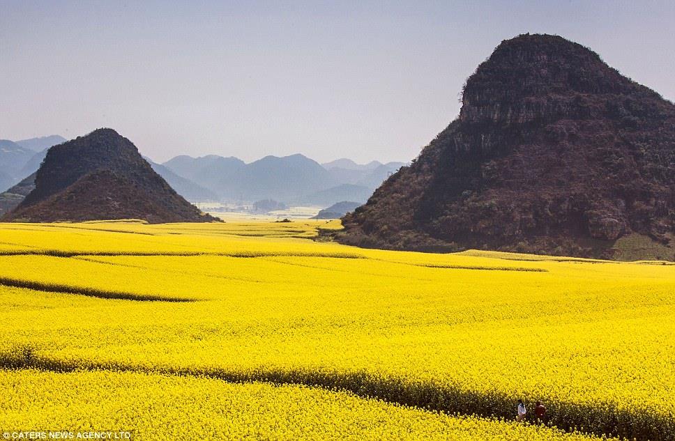 Canola flower fields (Luoping, Yunnan, China)